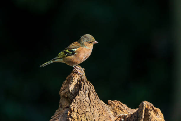 Common chaffinch sitting on tree trunk in the sunlight stock photo