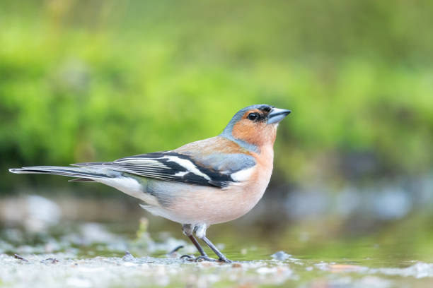 Common Chaffinch standing close to water stock photo