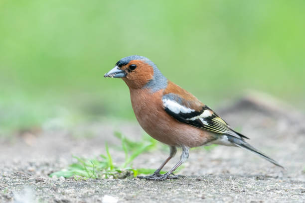 Common Chaffinch standing on the forest floor stock photo