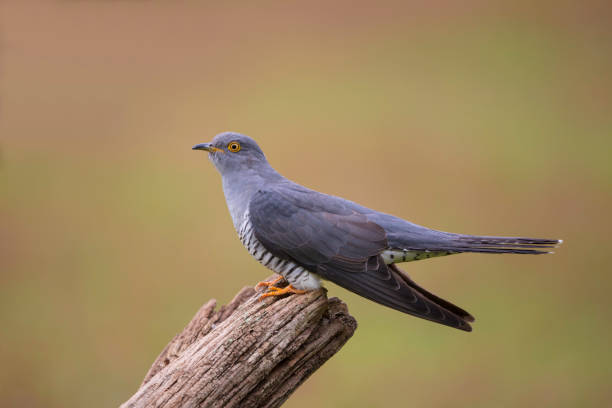 Common Cuckoo stock photo