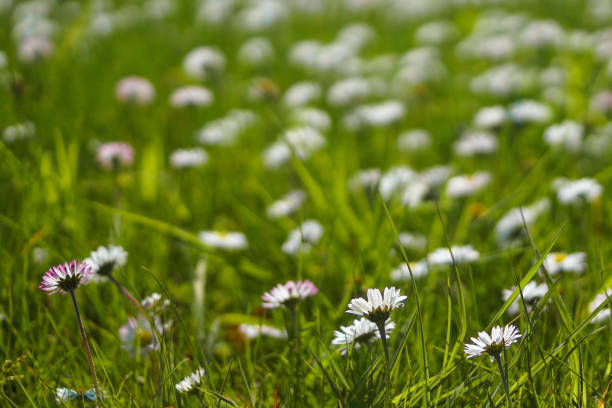common daisies in the sun stock photo