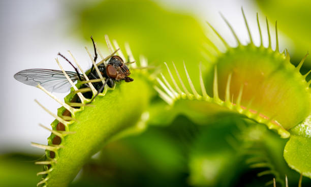 Common fly eaten by Venus fly trap A close up macro image of a common house fly being half eaten by a carnivorous Venus fly trap plant carnivorous plant stock pictures, royalty-free photos & images