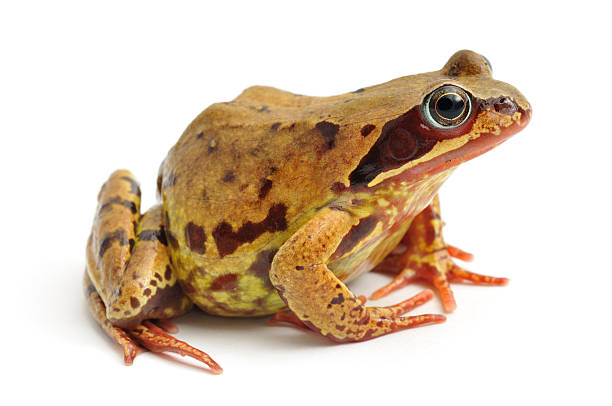 Common Frog(Rana temporaria) profile stock photo