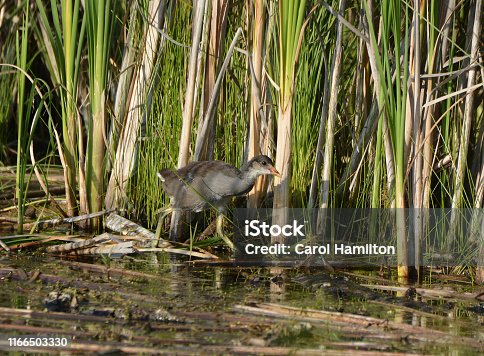 istock Common Gallinule 1166503330