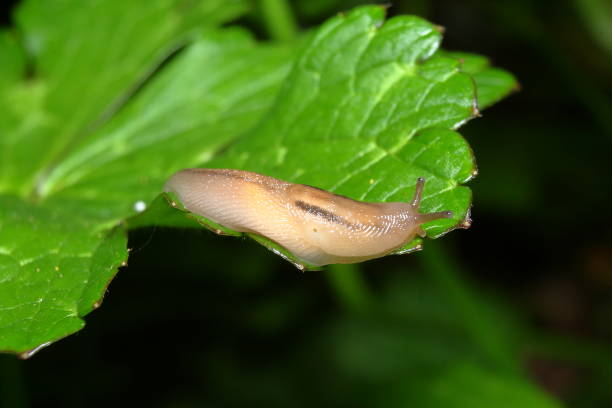 Common Garden Slug 'Arion distinctus' stock photo