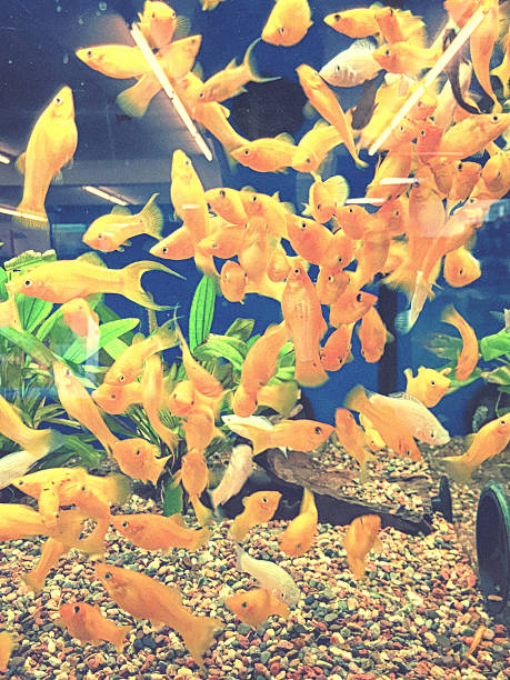 Orange Molly Fish Stock Photos, Pictures & Royalty-Free Images - iStock