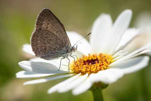 Common Grass Blue Butterfly on a flower