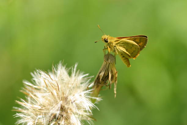 Common green Grass Dart (Ocybadistes walkeri) or 'Skipper'. stock photo