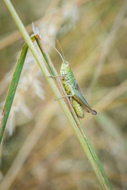 gemeenschappelijk groen grasshopper op gras stengel. - reigate stockfoto's en -beelden