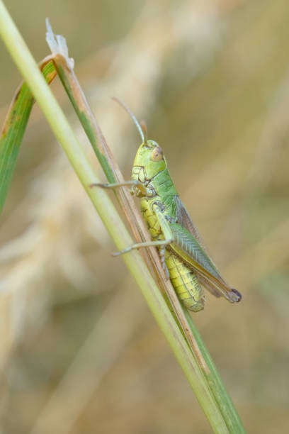 gemeenschappelijk groen grasshopper - reigate stockfoto's en -beelden