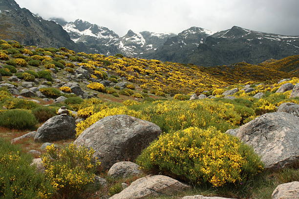 common groom growing in Sierra de Gredos common groom growing in Sierra de Gredos mountains scotch broom stock pictures, royalty-free photos & images