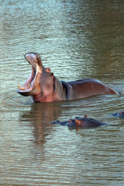 Common Hippopotamus [hippopotamus amphibius] displaying tusks while yawning in a lake in Africa stock photo