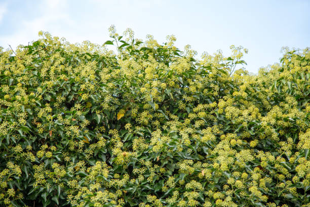 Common ivy - Hedera helix stock photo