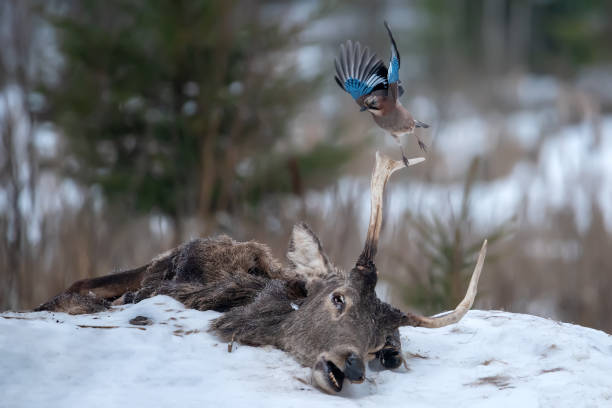 Common Jay Flies Off The Antlers Of A Dead Adult Deer. Winter Drama: Pecked-Eyed Fallen Stag And Mocking Jay.Reincarnation.Death In Nature.Deer Carcass Common Jay Flies Off The Antlers Of A Dead Adult Deer. Winter Drama: Pecked-Eyed Fallen Stag And Mocking Jay.Reincarnation.Death In Nature.Deer Carcass carrion stock pictures, royalty-free photos & images