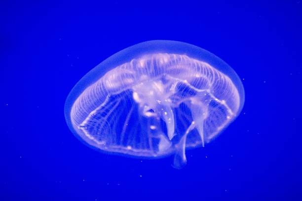 gewone kwallen (aurelia aurita) deze wijdverbreide kwallen soort is te vinden in de atlantische, indische en pacifische oceanen, kwallen in aquarium op heldere blauwe achtergrond - zoetwaterkwal stockfoto's en -beelden