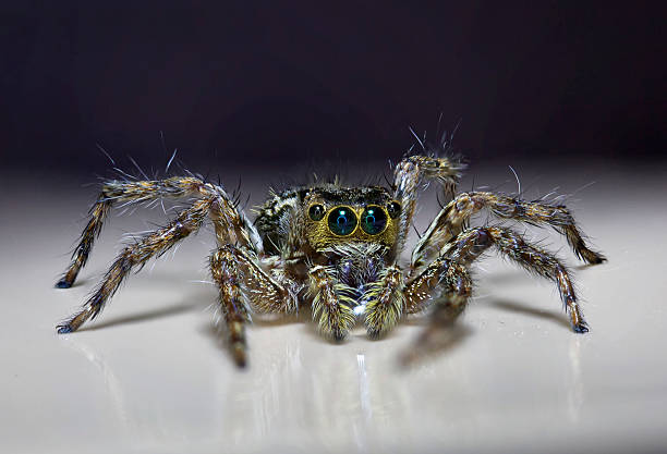 common Jumping Spider stock photo