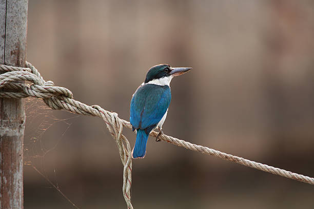 Common Kingfisher stock photo