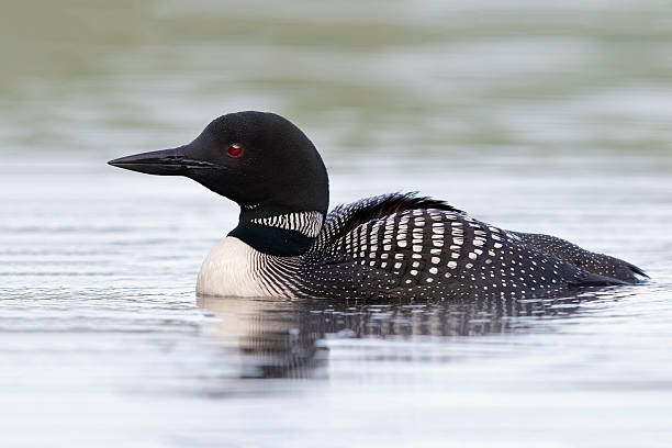 Common Loon Swimming on a Lake in Summer stock photo