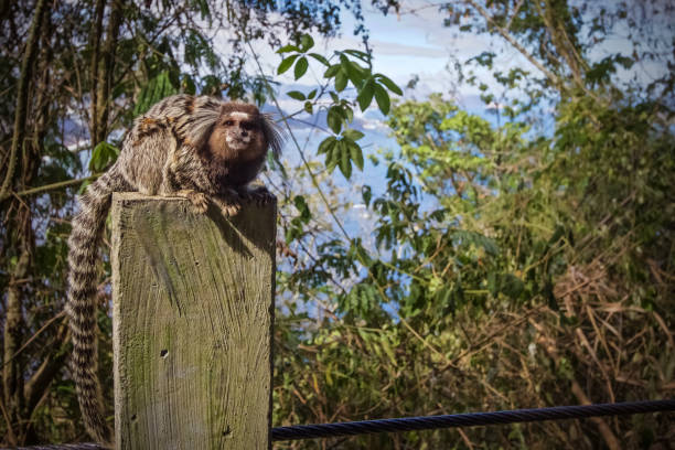 A Common Marmoset, sitting on a fence post stock photo