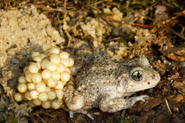 Common Midwife Toad stock photo