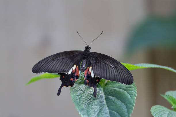 common Mormon butterfly stock photo