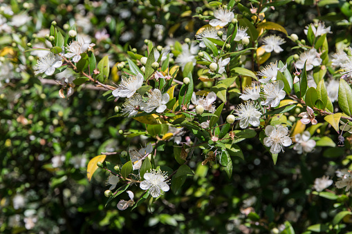 Myrtle Pictures Download Free Images on Unsplash Myrtle Pictures Download Free Images on Unsplash