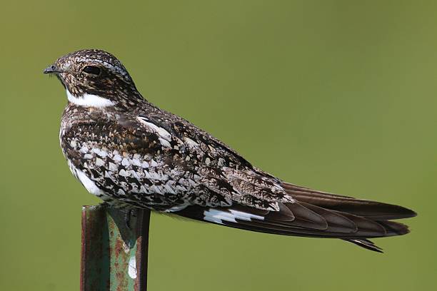 Common Nighthawk (Chordeiles minor) on a post stock photo