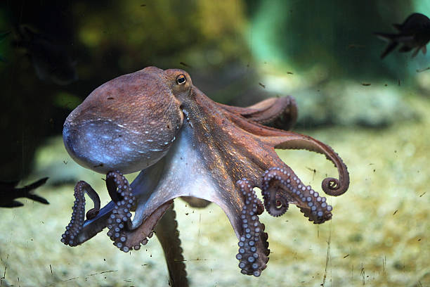 Common octopus (Octopus vulgaris). stock photo