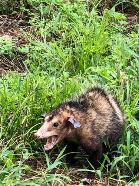 Common Opossum Opossum hissing defensively common opossum stock pictures, royalty-free photos & images