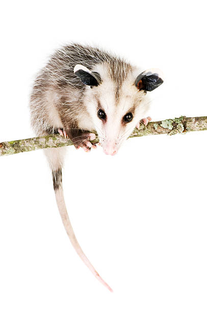 Common Opossum Young opossum balanced on branch on white background common opossum stock pictures, royalty-free photos & images