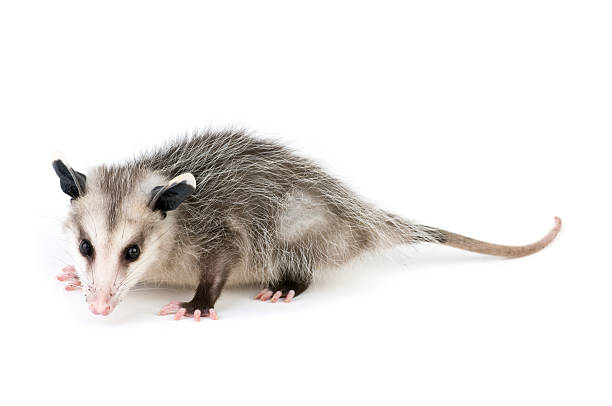 Common Opossum Young opossum on white background possum stock pictures, royalty-free photos & images