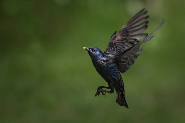 Common or European Starling flying up from ground with mottled green background.  Sturnus Vulgaris stock photo