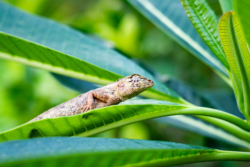 One common Oriental Garden Lizard is sitting on a Frangipani Leelawadee Plumeria plant.  These small reptiles frequent urban and rural garden areas in Thailand and Southeast Asia.  Image taken in Ko Lanta, Krabi province, Thailand.