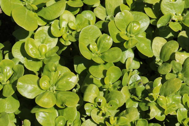 "Common Purslane" plant - Portulaca Oleracea Sativa "Common Purslane" plant (or Verdolaga, Pigweed, Little Hogweed, Red Root, Pursley) in St. Gallen, Switzerland. Its Latin name is Portulaca Oleracea Sativa. purslane extract stock pictures, royalty-free photos & images