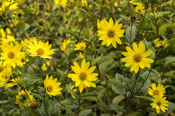 Common Ragwort Senecio jacobaea - beautiful yellow flower closeup macro stock photo