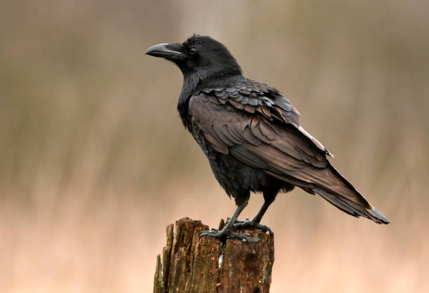 Common raven Common raven (Corvus corax) crow bird stock pictures, royalty-free photos & images