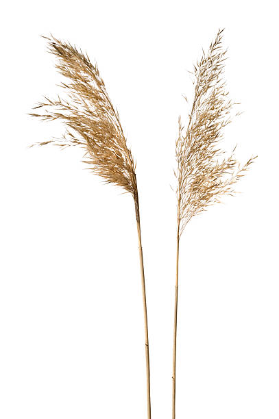 Common reeds on white background Common reed (Phragmites australis) inflorescence isolated on white. dried plant photos stock pictures, royalty-free photos & images