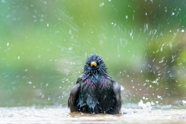 Common Starling is taking a bath stock photo