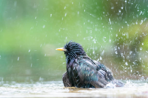 Common Starling is taking a bath stock photo