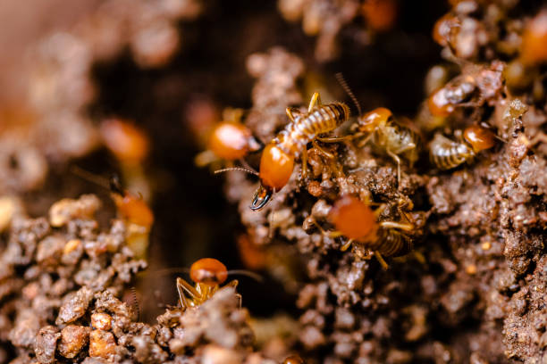 Common Termites stock photo