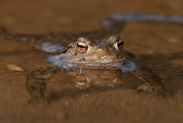 Common toad (Bufo bufo) stock photo