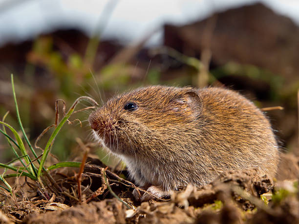 Common Vole (Microtus arvalis) on the ground in a field stock photo