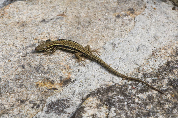 Common wall lizard on a wall stock photo