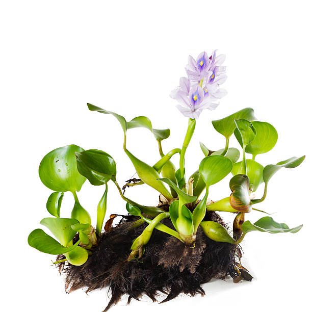 Common Water Hyacinth (Eichhornia crassipes). Plant with leaves, stock photo