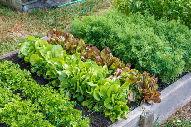 Community Garden Rows of green vegetables grow an urban community garden community garden stock pictures, royalty-free photos & images