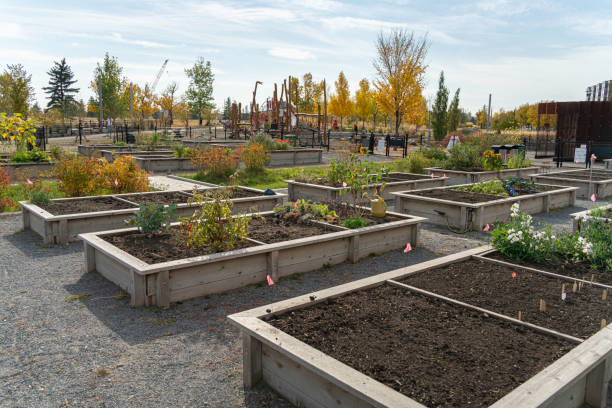 Community garden plots in downtown Calgary for growing plants and food Community garden plots in downtown Calgary, Alberta community garden stock pictures, royalty-free photos & images