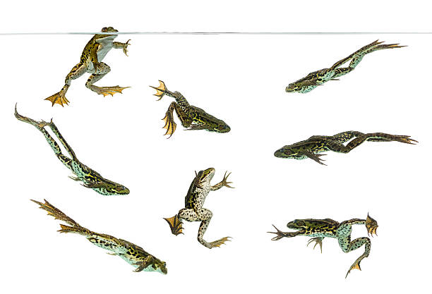 composizione di rane commestibile nuoto sott'acqua linea - ranocchia foto e immagini stock