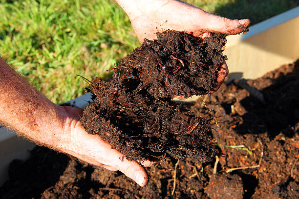 Compost Horse manure compost and worms in hands compost stock pictures, royalty-free photos & images
