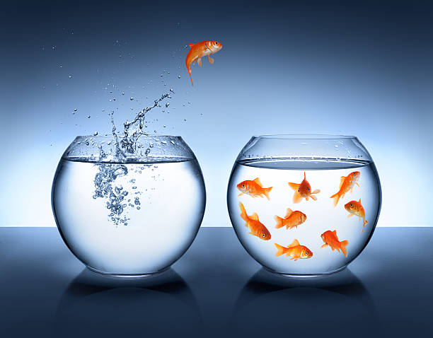 concept of alliance, union group, meetings goldfish jumping out of the water animals in captivity stock pictures, royalty-free photos & images