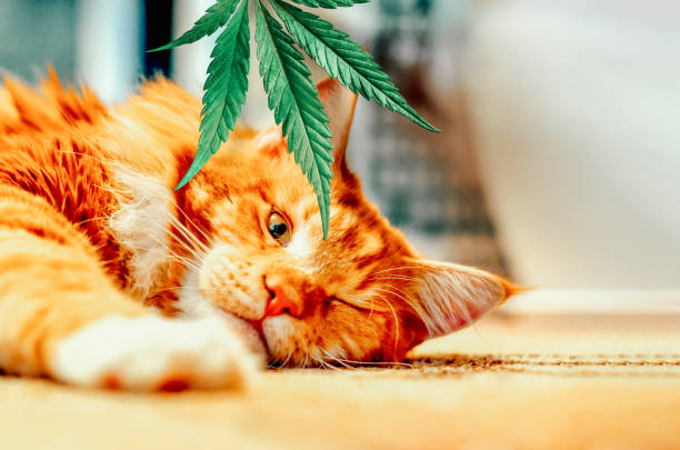 Concept of animal feed, vitamins with CBD oil and cannabis. Cute red kitten with a smile sleeps, hemp leaves in the background Concept of feed, animal nutritional supplements with CBD oil and cannabis. Cute red kitten with a smile sleeps, hemp leaves in the background cannabis narcotic photos stock pictures, royalty-free photos & images